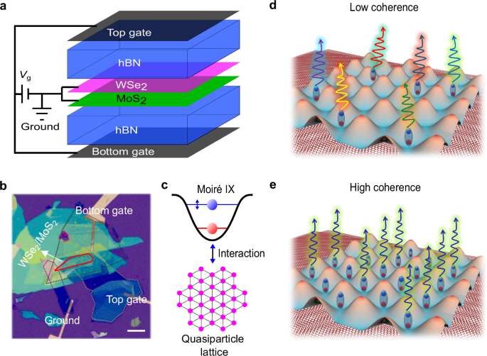 Enhanced coherence from correlated states in WSe2/MoS2 moiré heterobilayer