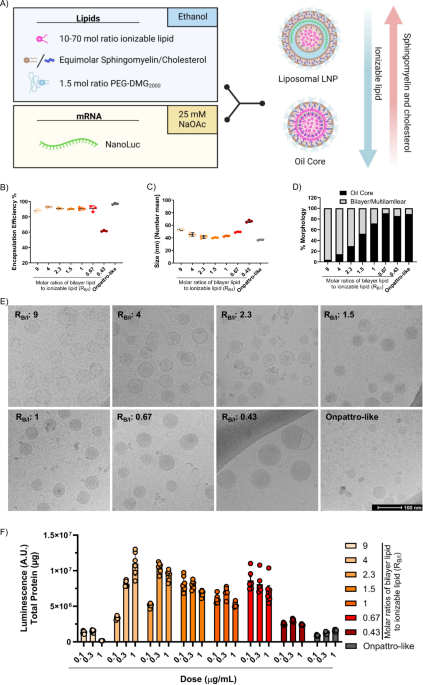 Liposomal lipid nanoparticles for extrahepatic delivery of mRNA