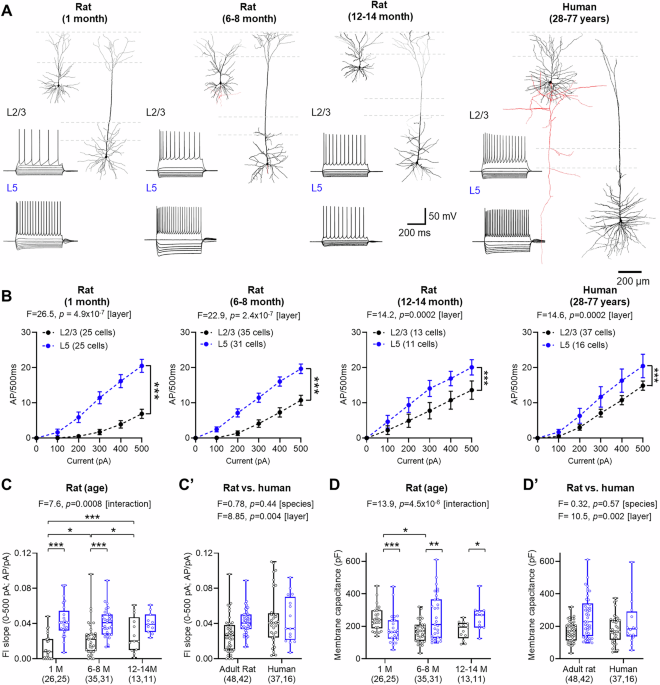 Phylogenetic divergence of GABAB receptor signaling in neocortical networks over adult life