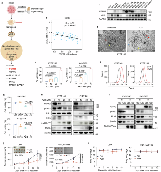 Harnessing the FGFR2/NF2/YAP signaling-dependent necroptosis to develop an FGFR2/IL-8 dual blockade therapeutic strategy