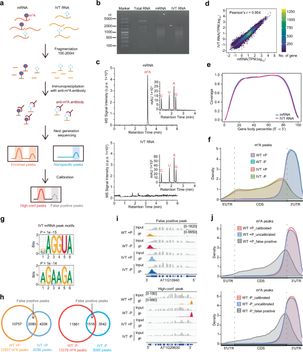 N 6-methyladenosine modifications stabilize phosphate starvation response–related mRNAs in plant adaptation to nutrient-deficient stress