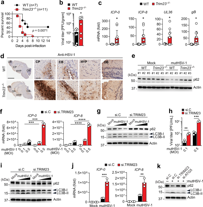 TRIM23 mediates cGAS-induced autophagy in anti-HSV defense