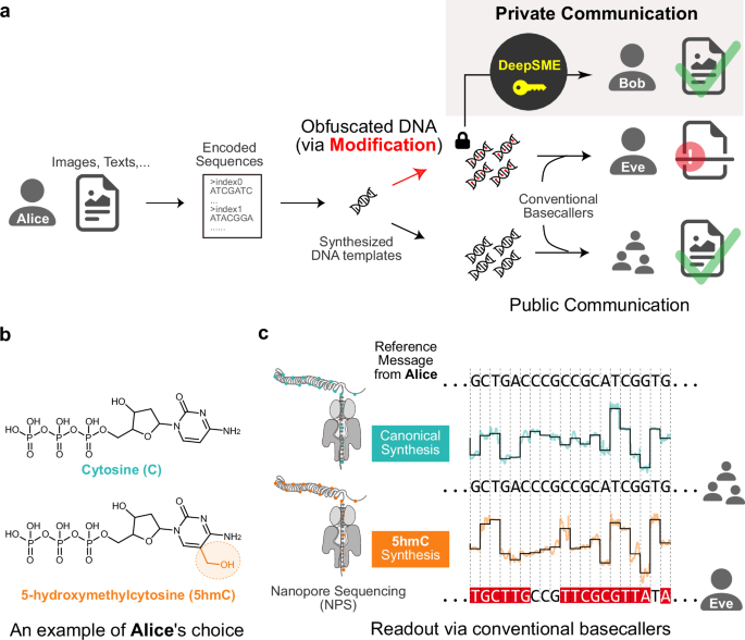 De novo non-canonical nanopore basecalling enables private communication using heavily-modified DNA data at single-molecule level