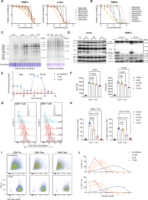 T cell toxicity induced by tigecycline binding to the mitochondrial ribosome
