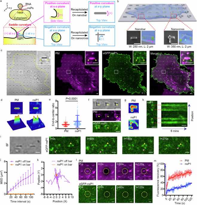 Saddle curvature association of nsP1 facilitates the replication complex assembly of Chikungunya virus in cells
