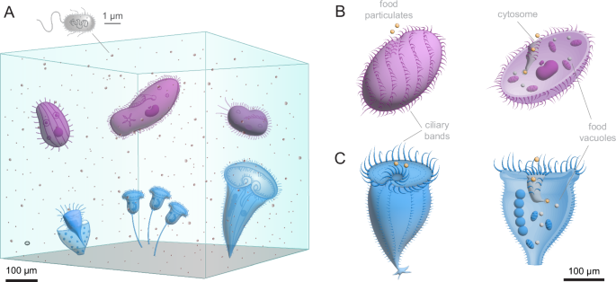 Flow physics of nutrient transport drives functional design of ciliates