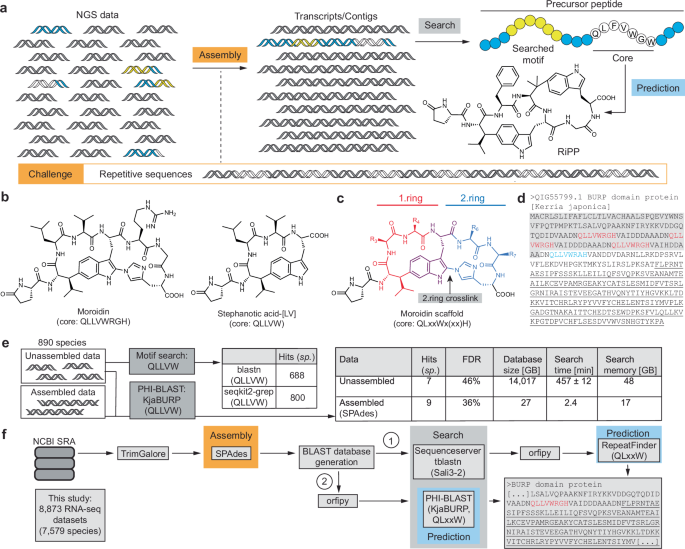 Large-scale transcriptome mining enables macrocyclic diversification and improved bioactivity of the stephanotic acid scaffold
