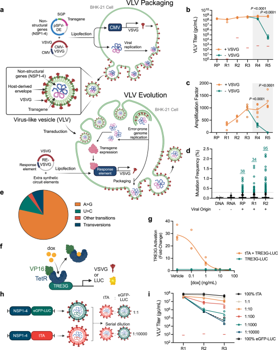 A chimeric viral platform for directed evolution in mammalian cells
