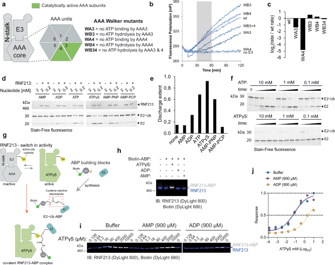 ATP functions as a pathogen-associated molecular pattern to activate the E3 ubiquitin ligase RNF213