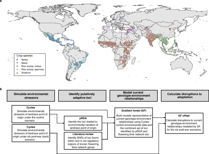 Maladaptation in cereal crop landraces following a soot-producing climate catastrophe
