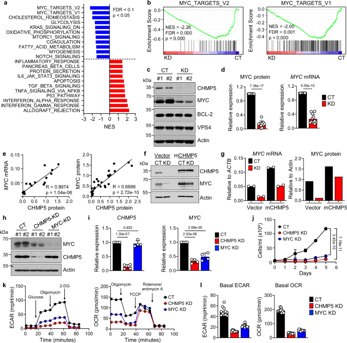 The ESCRT protein CHMP5 promotes T cell leukemia by enabling BRD4-p300-dependent transcription