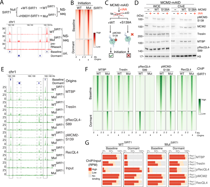 Selective interactions at pre-replication complexes categorize baseline and dormant origins
