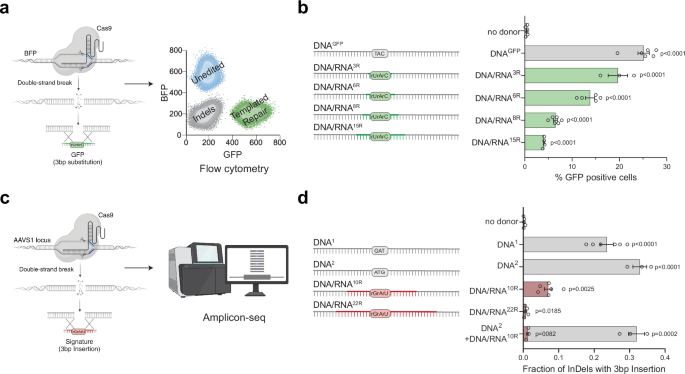 RNA transcripts serve as a template for double-strand break repair in human cells