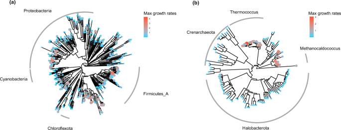 Improved maximum growth rate prediction from microbial genomes by integrating phylogenetic information