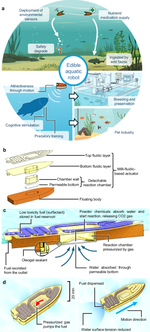 Edible aquatic robots with Marangoni propulsion
