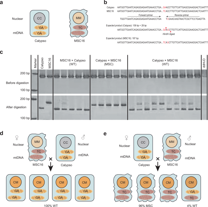 A nuclear-encoded endonuclease governs the paternal transmission of mitochondria in Cucumis plants