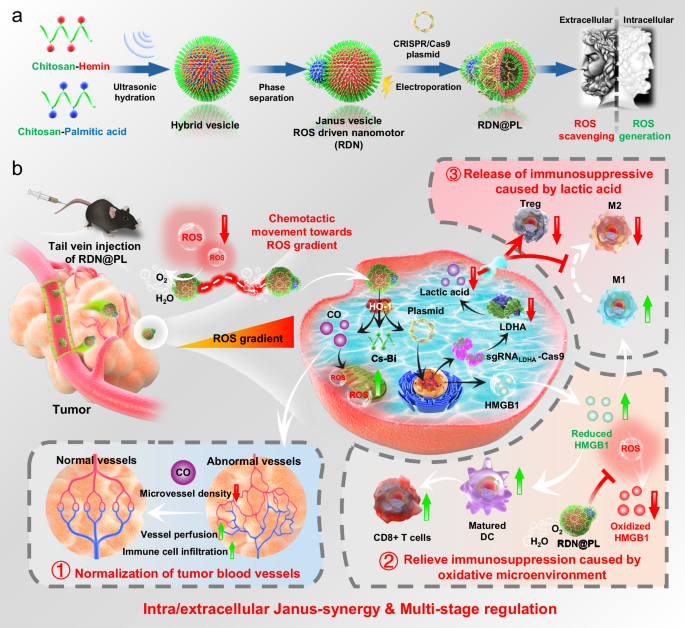 Reactive oxygen species responsive nanomotors for gene edited metabolic disruption and immunotherapy