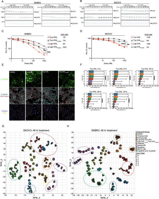 BiDAC-dependent degradation of plasma membrane proteins by the endolysosomal system