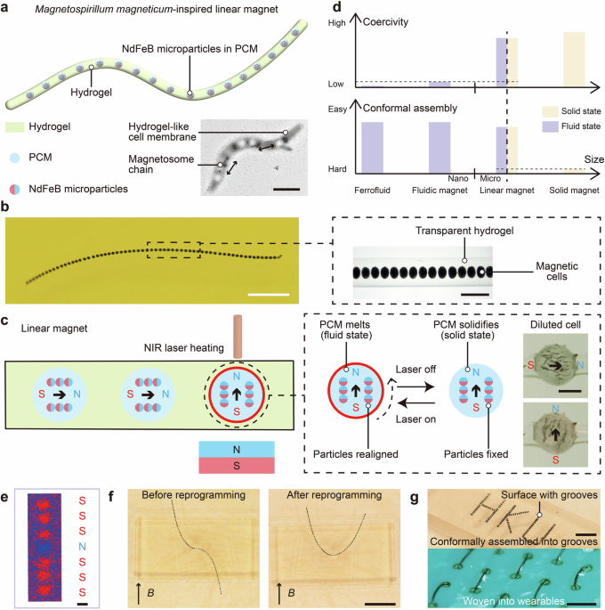 Linear magnet with fluid-solid-switchable cells for flexible devices