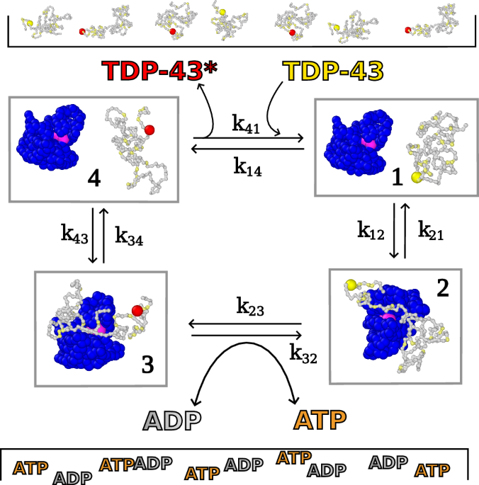 Molecular simulations of enzymatic phosphorylation of disordered proteins and their condensates
