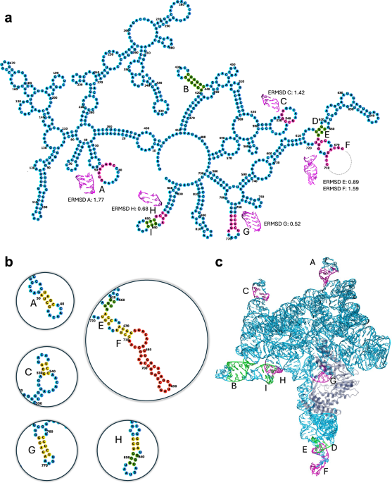 Ensemble refinement of mismodeled cryo-EM RNA structures using all-atom simulations