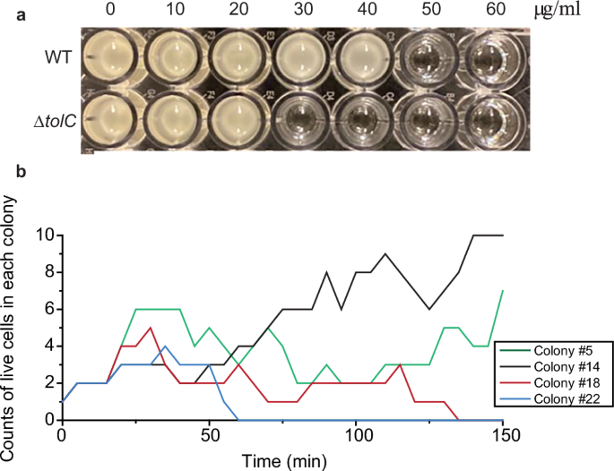 Lineage-dependent variations in single-cell antibiotic susceptibility reveal the selective inheritance of phenotypic resistance in bacteria