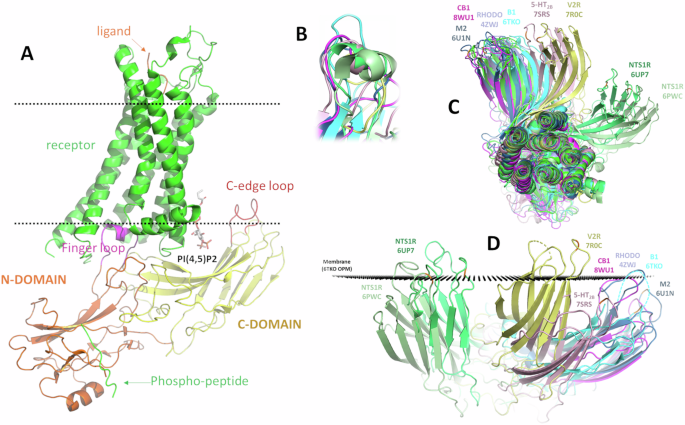 Lipids modulate the dynamics of GPCR:β-arrestin interaction