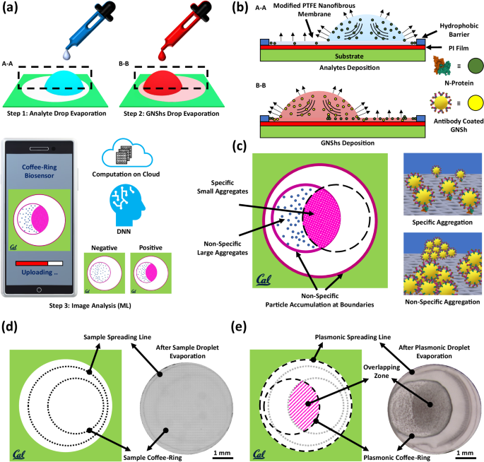 Plasmonic coffee-ring biosensing for AI-assisted point-of-care diagnostics