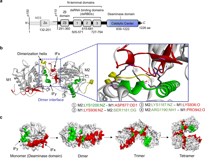 High-speed atomic force microscopy and 3D modeling reveal the structural dynamics of ADAR1 complexes