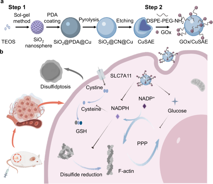 Provoking tumor disulfidptosis by single-atom nanozyme via regulating cellular energy supply and reducing power