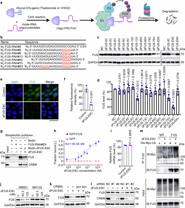 DNA nanoflower Oligo-PROTAC for targeted degradation of FUS to treat neurodegenerative diseases