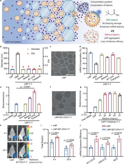 Freezing induced incorporation of betaine in lipid nanoparticles enhances mRNA delivery