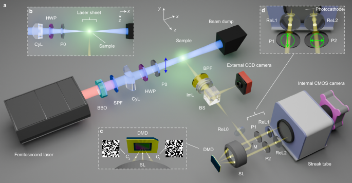 Single-shot two-dimensional nano-size mapping of fluorescent molecules by ultrafast polarization anisotropy imaging