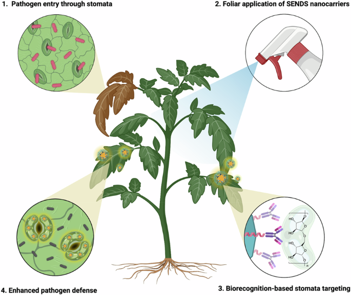 Stomata-targeted nanocarriers enhance plant defense against pathogen colonization