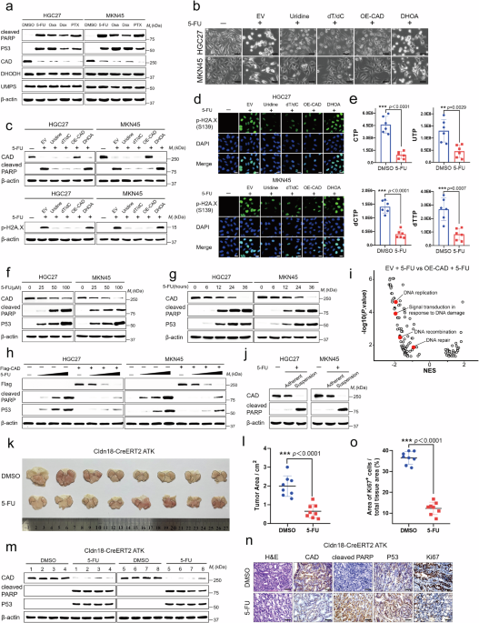 Cleavage of CAD by caspase-3 determines the cancer cell fate during chemotherapy