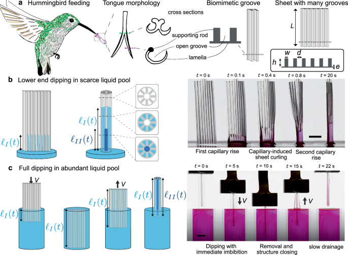 Elastocapillary sequential fluid capture in hummingbird-inspired grooved sheets