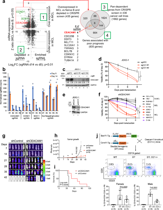 CEACAM1 as a mediator of B-cell receptor signaling in mantle cell lymphoma