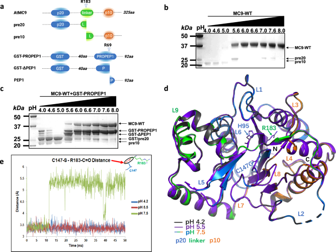 Structural determinants for pH-dependent activation of a plant metacaspase