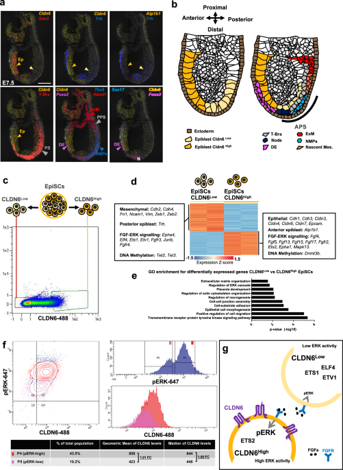 Cell-context response to germ layer differentiation signals is predetermined by the epigenome in regionalized epiblast populations