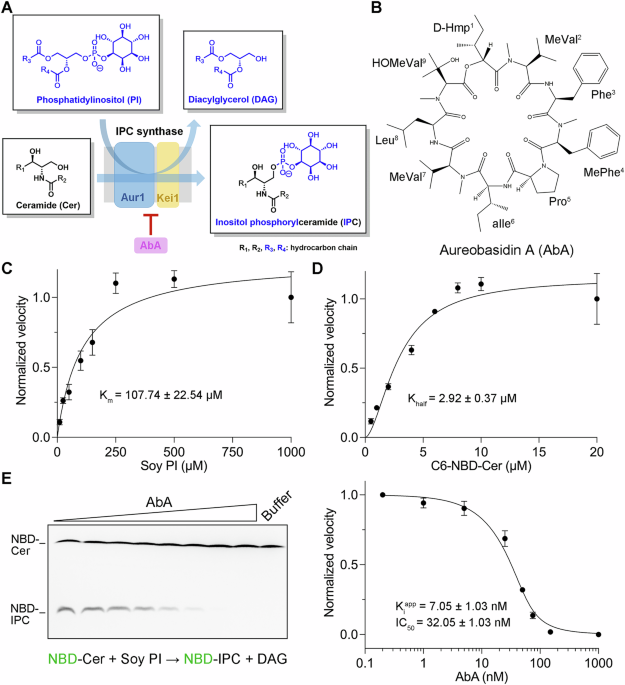 Mechanisms of aureobasidin A inhibition and drug resistance in a fungal IPC synthase complex
