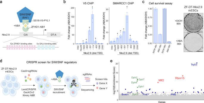 CRISPR screen decodes SWI/SNF chromatin remodeling complex assembly