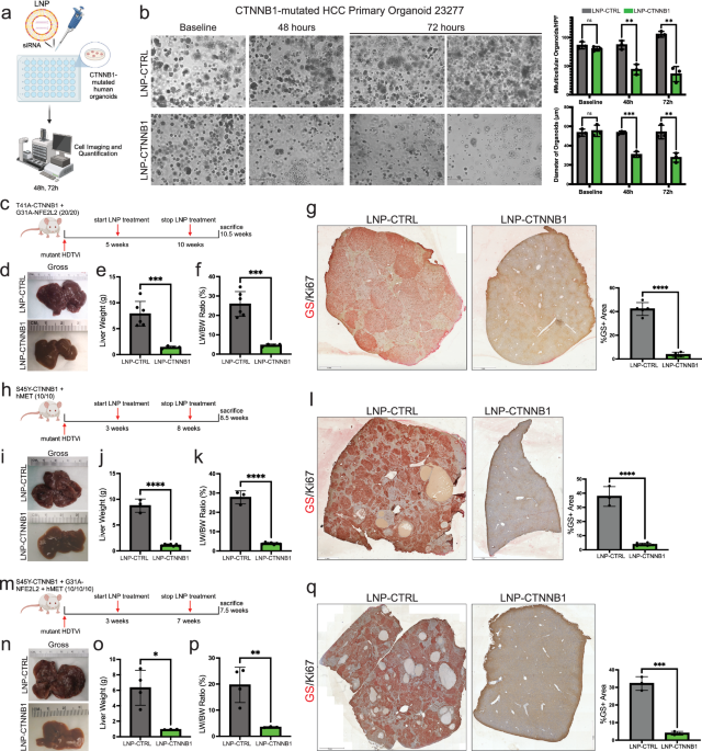 Precision targeting of β-catenin induces tumor reprogramming and immunity in hepatocellular cancers