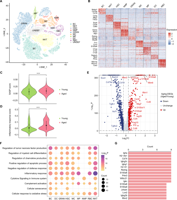 Single-cell profiling unveils a geroprotective role of Procyanidin C1 in hematopoietic immune system via senolytic and senomorphic effects