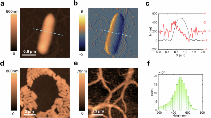 Analysis of biofilm assembly by large area automated AFM