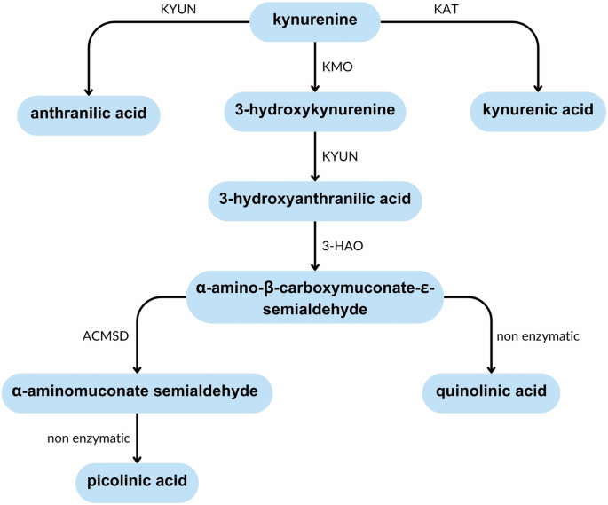 A zebrafish model of acmsd deficiency does not support a prominent role for ACMSD in Parkinson’s disease