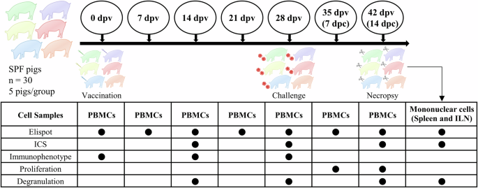 Cellular immune signatures and differences of four porcine circovirus type 2 vaccines to heterologous PCV2d infection