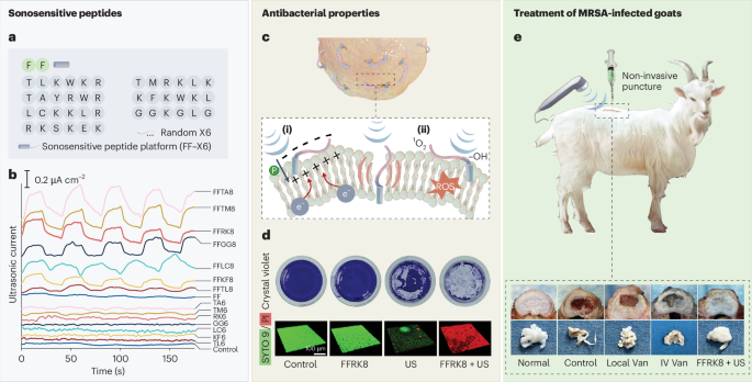 Antimicrobial peptides boosted by ultrasound