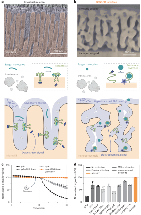 A biochemical sensor with continuous extended stability in vivo