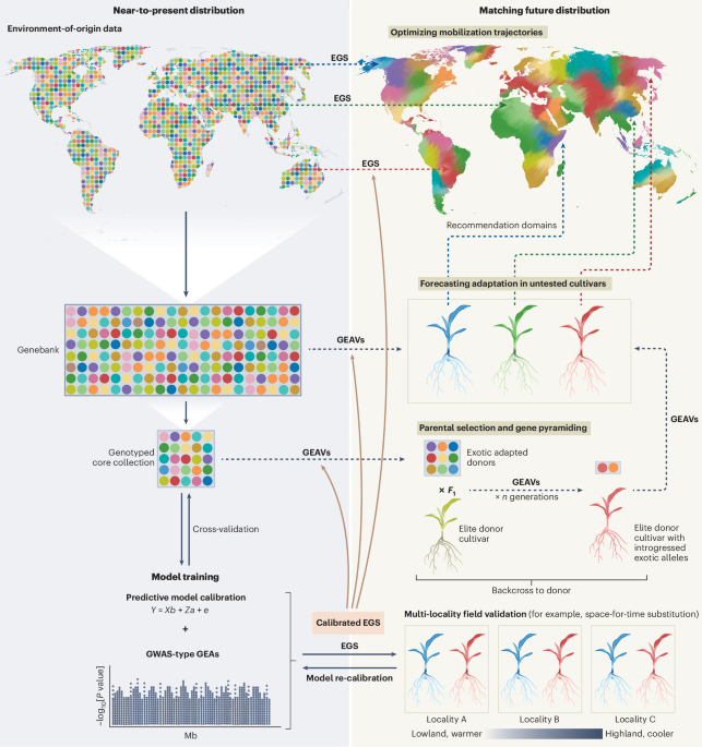 Unlocking genebanks for climate adaptation