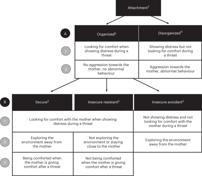 Evidence of organized but not disorganized attachment in wild Western chimpanzee offspring (Pan troglodytes verus)